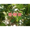 大理香橼树苗_香橼小苗圃销售报价_香橼(苗)图片