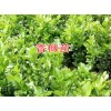 香橼(又称黄金果)_云南香橼树苗木市场报价表_香橼种植基地
