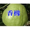 [香橼树苗]香橼树苗报价*香橼水果多少钱一斤?