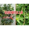 湖南铁皮石斛|贵州铁皮石斛种植户|四川软脚铁皮石斛|