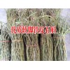 贵州铁皮石斛 种植销售价格|  云南铁皮石斛