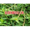 世界珍稀濒危植物_哪里出售铁皮石斛 | 优质铁皮石斛