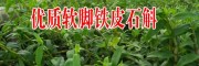 广南软脚铁皮石斛供 应商供求