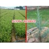 2017红豆杉|红豆杉苗木种植户报价|红豆杉种子多少一斤