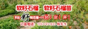 哪里的软籽石榴苗较好