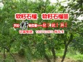 软籽石榴中的极品-大理软籽石榴苗种植技术