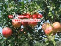 2017最新软籽石榴苗(新品种)_大理哪里有软籽石榴卖?