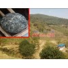 文山广南哪里有绿茶制品厂