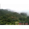 文山富宁哪里有绿茶制品厂