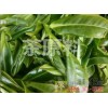 红河开远市哪里有绿茶制品厂