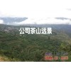 红河弥勒哪里有绿茶制品厂