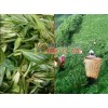 红河泸西哪里有绿茶制品厂