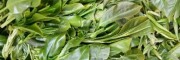 银溪牌绿茶,普洱茶