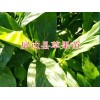 |70公分草果苗|哪里有草果苗销售13649607025
