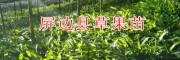 |草果苗供应商13649607025|