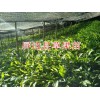 玉溪市红塔草果苗批发在哪里_13649607025