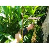 云南草果种苗价每株卖多少?草果苗批发市场报价表