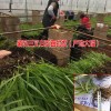 大理云龙哪里有白芨小苗