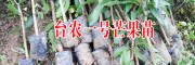 台农一号芒果苗(图片)
