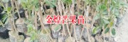 云南金煌芒果苗怎么样?