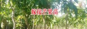 广西嫁接芒果苗哪里有销售(米茎3公分)