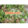 云南山白芷根哪里有销售%云南山白芷根中药材行情报价（产地）