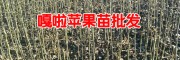 云南嘎啦苹果怎么样