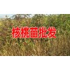 曲靖马龙哪里有核桃苗&政府扶贫采购核桃苗去哪