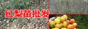 四川红梨苗哪里有*求购梨苗