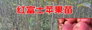 红富士苹果苗几年结果