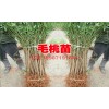毛桃树苗价格%毛桃苗新供应&昆明毛桃苗哪里有