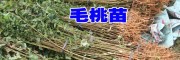 毛桃苗客户看苗(图片)_毛桃苗