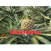 无眼菠萝@自产自销的无眼菠萝@无眼菠萝基地信息