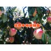大理剑川哪里有冬桃苗