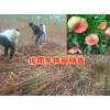 大理弥渡冬桃小苗哪里有?