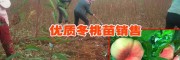 云南冬桃苗(图片)_参数    两年冬桃树苗多少钱一株