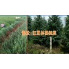 昆明雪松价格2017年走势_昆明哪里有雪松卖