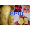 曲靖洋芋基地|云南优质洋芋 |今日马铃薯平均价格|