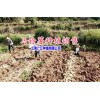 会泽红色马铃薯怎么卖|云南哪里马铃薯多?