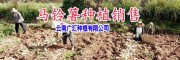 云南荷兰薯批发市场报价