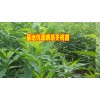 今年冬桃苗&纯的冬桃苗哪里有?桃苗哪家能包成活率