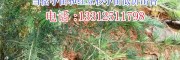 10公分_60公分雪松地苗/红豆杉苗