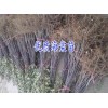 昭通哪里有海棠苗批发%云南 海棠苗木批发市场报价格@