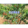 云南纯正樱桃苗多少钱一棵@ 昭通樱桃苗供应( 樱桃苗价格)