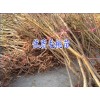 云南毛桃苗/苹果苗/板栗苗圃基地直销|昭通果树苗圃