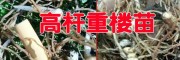 新高杆重楼小苗(图片)