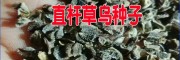 云南曲靖草乌种子多少钱一斤