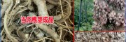 2017当归种子哪里低价