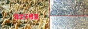云南独定子基地种子价格