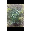 求购马比木树（公黄珠子、追风伞）
